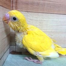 早くお家決まるかな。。セキセイインコ　ダブルファクター　イエロー