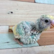 クリームカラーの乗ったｷﾚｲなコ☆　セキセイインコ　パステルレインボーパイド