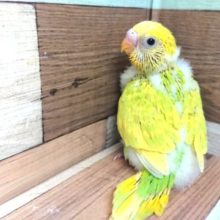 ライム系清々しい～カラーのセキセイインコ　スパングルですっ
