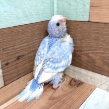 ちょっと特徴が強いセキセイインコ～　スパングルになります♬