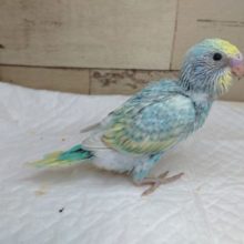 何か。。楽しそうです☆　セキセイインコ　レインボースパングル　2021　8月6日