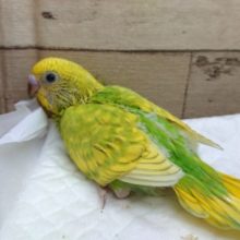 人気ですよね♪セキセイインコ　カラーはスパングルになります　2021　8月6日
