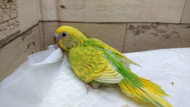 人気ですよね♪セキセイインコ　カラーはスパングルになります　2021　8月6日