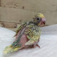 どんなカラーでしょう？？スパングル？？　セキセイインコ　2021　8月6日