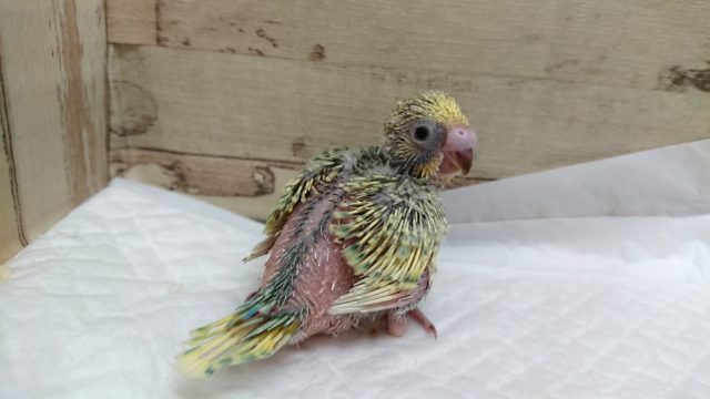 どんなカラーでしょう？？スパングル？？　セキセイインコ　2021　8月6日