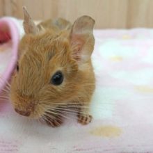 動画あり！ おすまし顔がたまらないんです☆　デグー　サンド