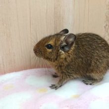 ふれ合い求むーー　デグー。アグーチになります