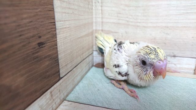 久々♪　セキセイインコ　四色ハルクィンきましたよー