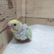 久々！エメラルドグリーンがｷﾚｲなコ！！セキセイインコ　パステルカラーレインボー　８月２７日