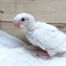 純白☆セキセイインコ　ダブルファクターになります　2021　８月２７日
