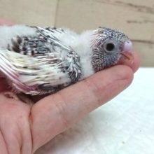 ﾚｱカラーです！セキセイインコ　４色ハルクィン　2021　8月27日