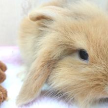 個性的な可愛いロップさん☆ロップイヤーです！