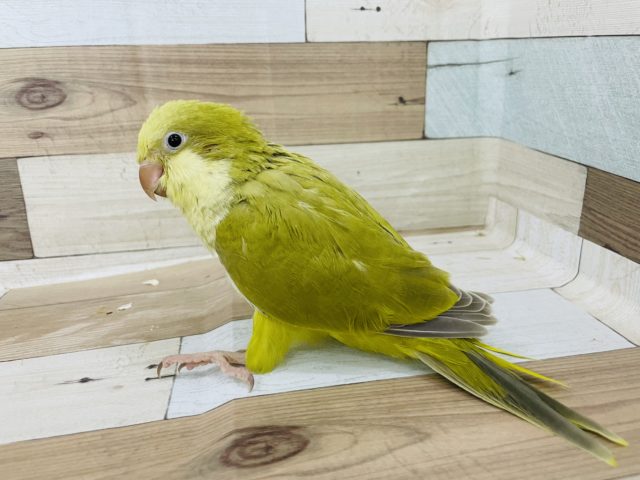 オキナインコ