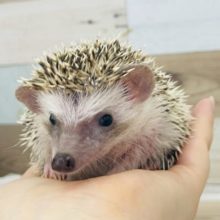可愛いお顔を見るには時間を♡ヨツユビハリネズミちゃん(パイド)