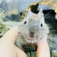 動画あり！ ポリポリかきかき大好き…♪デグーちゃん(チョコレート)