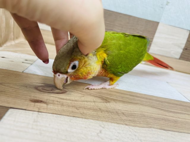 ホオミドリウロコインコ