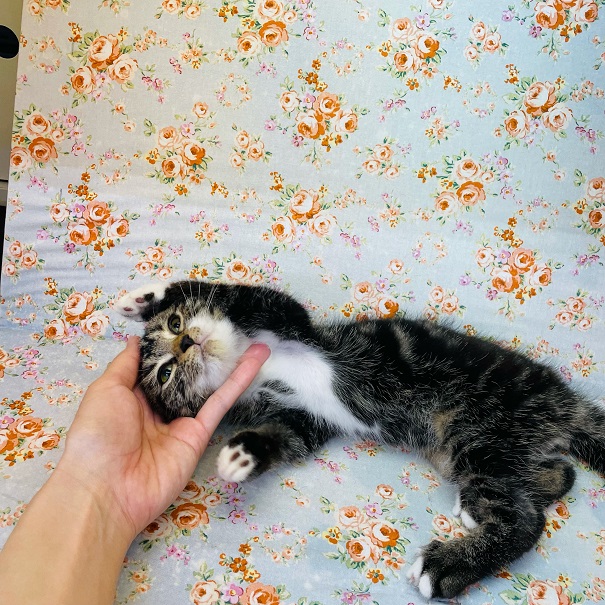 アメリカンショートヘア