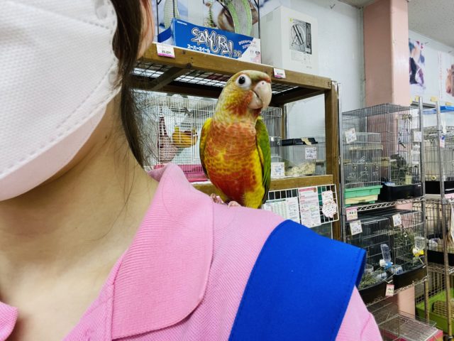 ホオミドリウロコインコ