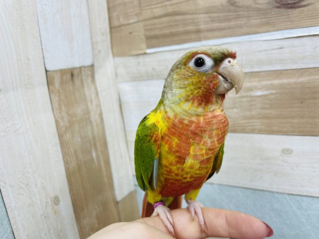 ホオミドリウロコインコ