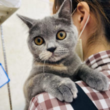 ぷっくりまんまる♥ブリティッシュショートヘアちゃん！
