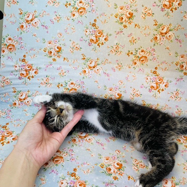 アメリカンショートヘア