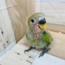 不動の人気★コザクラインコヒナ(ノーマル)