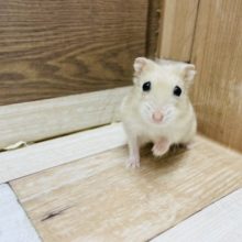 可愛すぎない！？マンダリンハムスターくん♥
