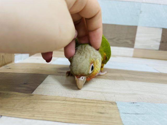 ホオミドリウロコインコ