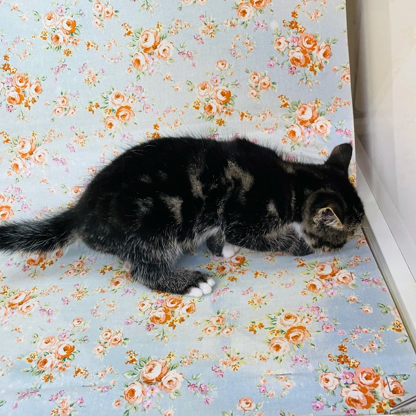 アメリカンショートヘア