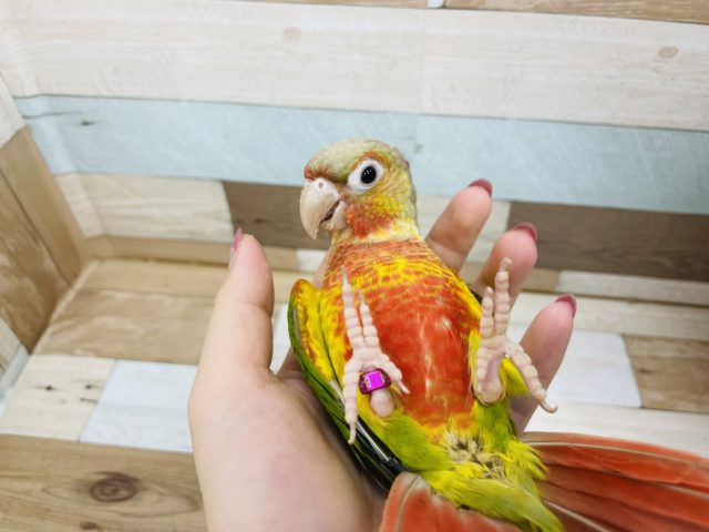 にぎころ大成功！？ウロコインコ(パイナップル)