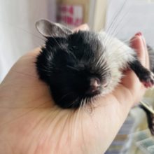 超ホヤホヤ最新画像☆手の上で寝ちゃう！？レアカラーですねっ！デグー(ブラックパイド)