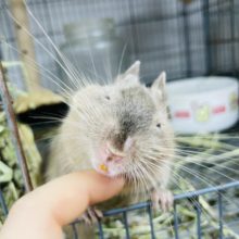 デグースマイル炸裂♥️デグーくん(チョコレート)