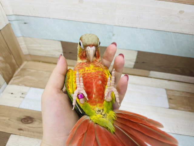 ホオミドリウロコインコ