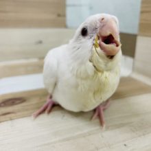 超ホヤホヤ最新画像☆なんと！ピュアホワイトのヒナが来た〜！！