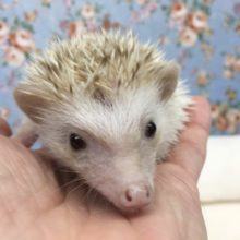 ハリネズミ(シナモンパイド)女の子　2021年7月生まれ