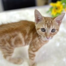 アメリカンショートヘアー（レッドタビー）　2021年5月21日生まれ　女の子