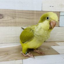 緊張してます！！！オキナインコヒナ(ダークグリーンパリッド)