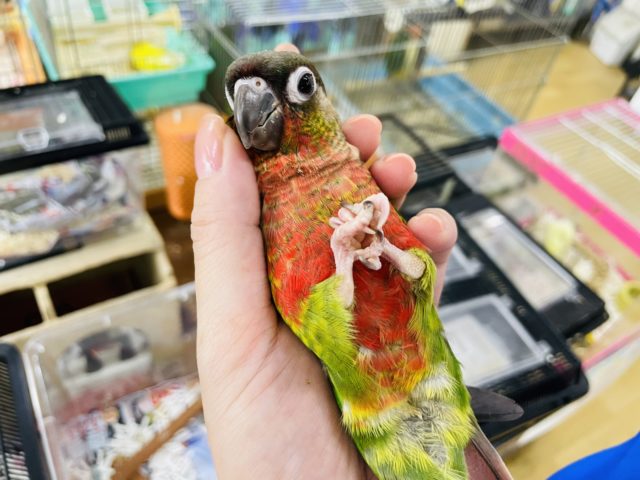 ホオミドリウロコインコ