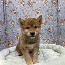 おっとりのんびり☆　柴犬の男のコ 2021.8/10撮影