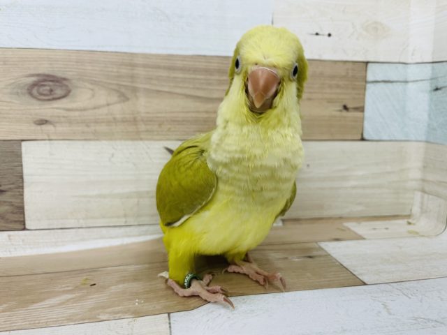 オキナインコ