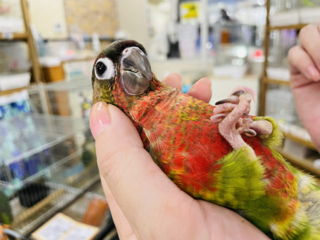 ホオミドリウロコインコ