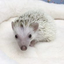 ハリネズミ(パイド)男の子　2021年7月生まれ