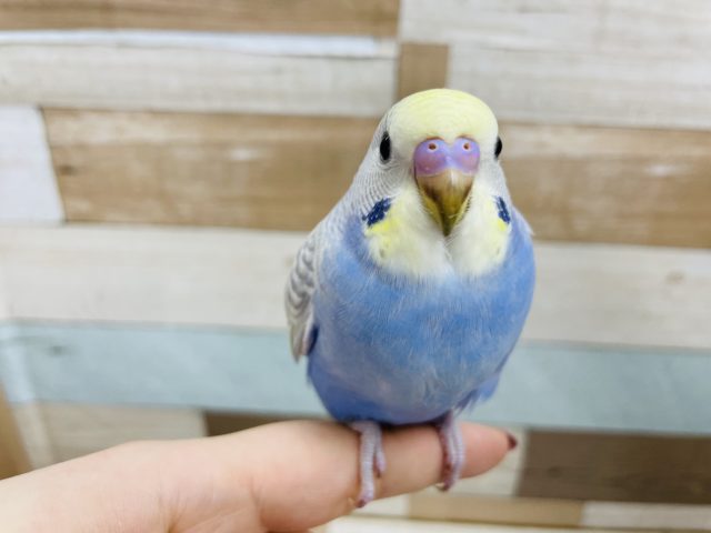 美人で異議なし！セキセイインコヒナ(パステルレインボースパングル)