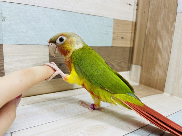 ホオミドリウロコインコ