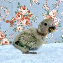 手乗りコザクラインコ　ノーマル　8月31日