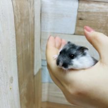 穏やかで大人しめ♪マーブルハムスターくん☆