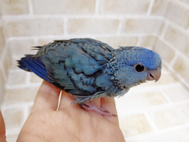 サザナミインコ