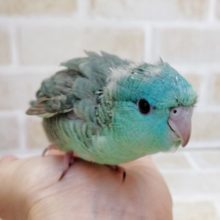 エメラルドグリーンの輝き！サザナミインコ☆ターコイズブルー　2021年08月31日