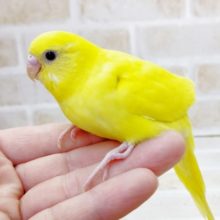 黄色いインコさん　セキセイインコ☆ダブルファクター　2021年08月31日