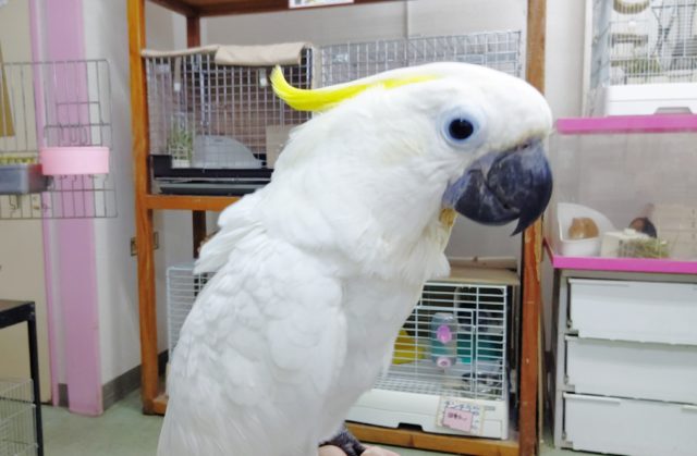 めちゃくちゃかわいい アオメキバタン 21年08月31日 東京からもほど近い 千葉県 神奈川県 埼玉県でバタンの仲間 アオメキバタン を販売するペットショップ